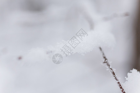 冬天霜冻雪中的森林图片