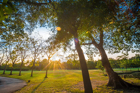 日落在泰国邦哥克公园树和草地上光束图片