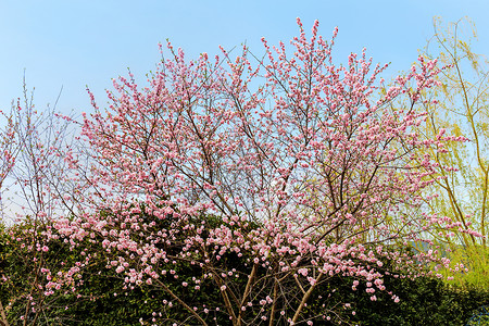 春天樱花的枝条图片