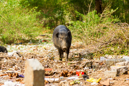 猪在印度班加罗尔市自由漫游图片