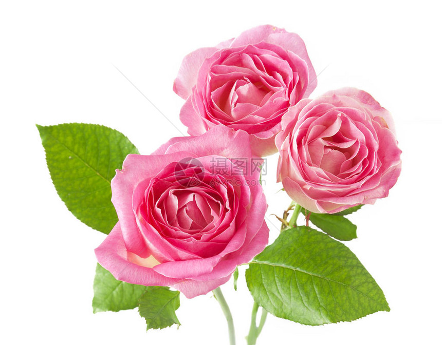 美丽的粉红玫瑰束图片