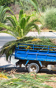 砍伐棕榈树有棕榈叶的车辆图片