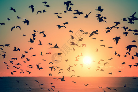 日落时在海洋中的鸟类剪影图片