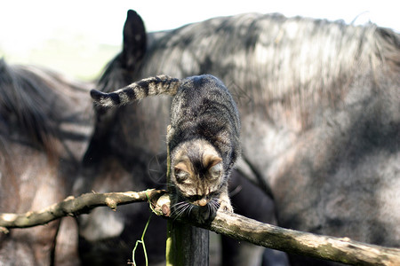 老马在动物农场玩一只可爱的小猫图片