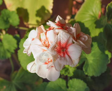 粉红色的天竺葵Geraniales图片