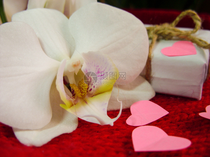 红背景的白兰花和礼物盒情人节背图片