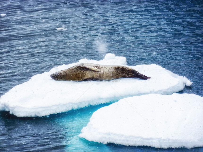 南极浮冰上的豹纹海豹图片