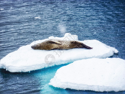 南极浮冰上的豹纹海豹背景图片