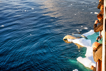 制作捕蟹海豹照片的游客在南极洲非常靠近的冰山图片