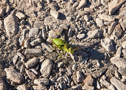 在石路上看到一只绿色蟋蟀图片