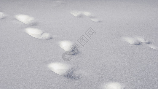 在雪冬天季节的脚印图片