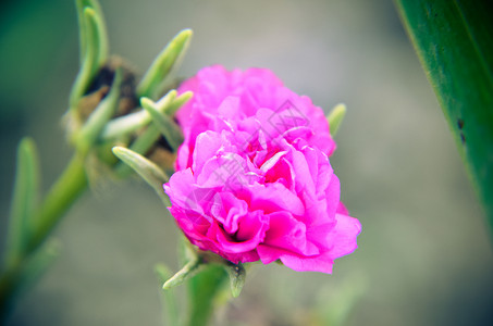 把花园里美丽多彩的马齿苋花收起来图片