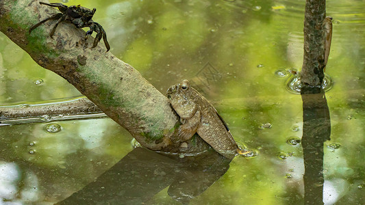 泰国红树林中的两栖鱼类图片