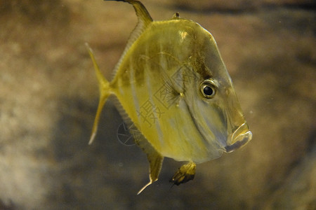 水族馆的水中丰图片