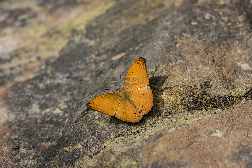 柬埔寨丛林的橙蝴蝶在1月阳图片