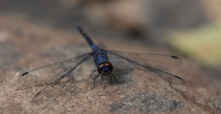 柬埔寨丛林石头上的蓝蜻蜓图片