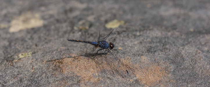 柬埔寨丛林石头上的蓝蜻蜓图片