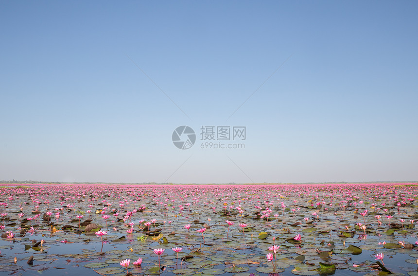 太阳的红莲海日光出泰国乌登图片