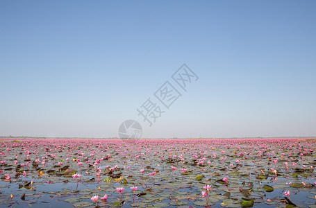 太阳的红莲海日光出泰国乌登图片