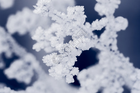 蓝色背景上覆盖着白冰的植物图片
