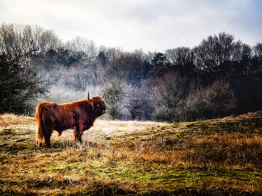 苏格兰高地牛在森林里图片