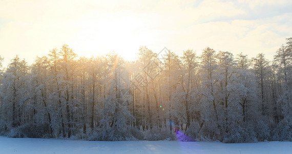 冬季风景绿毛树覆盖着白雪和阳光图片