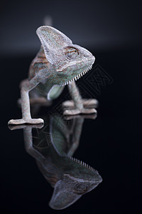 黑镜背景上孤立的变色龙蜥蜴图片