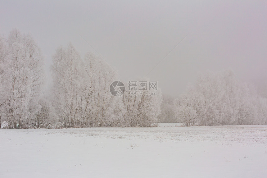 冬雾田靠近森林地貌寒冷的图片