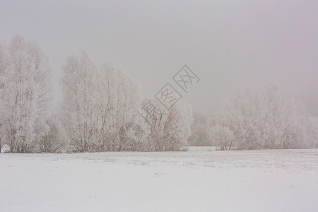 冬雾田靠近森林地貌寒冷的图片