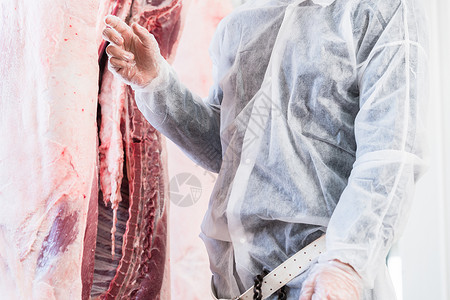屠宰场肉品检验兽医背景图片