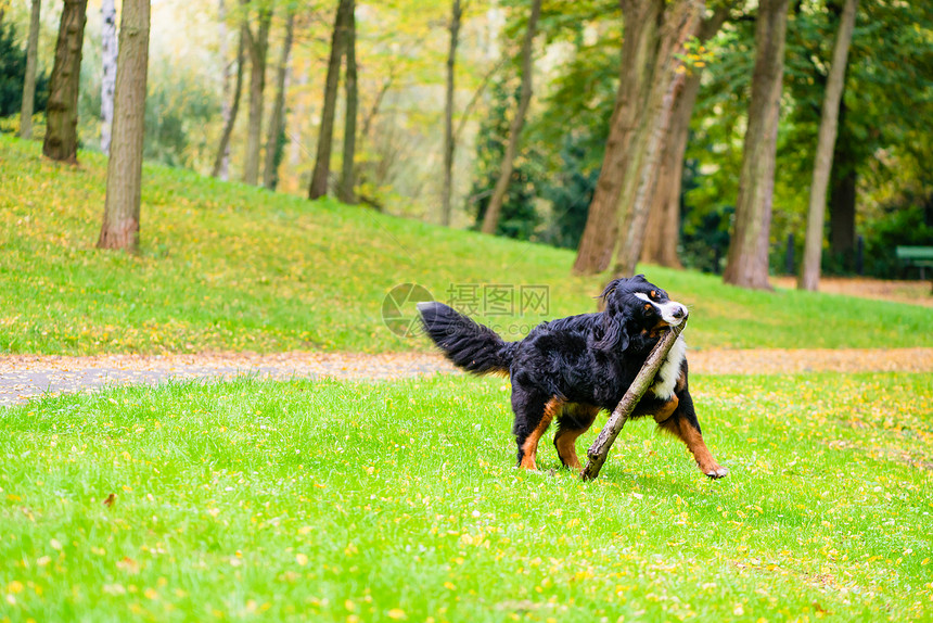 伯恩山犬在落叶的草地上取棍子图片