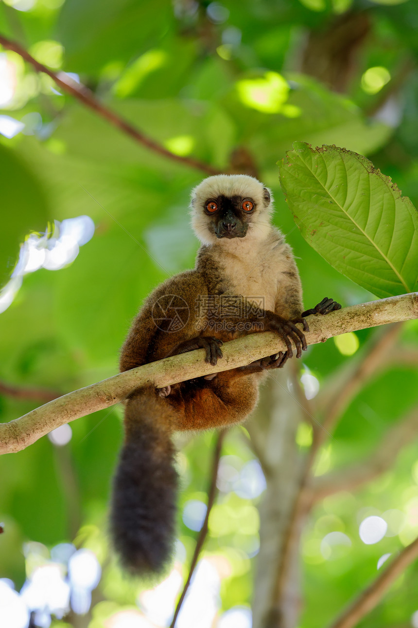 马达加斯荒野树枝上的白头狐猴Eulemuralbifrons雄多管闲事的Mangabe森林保护区马达加图片