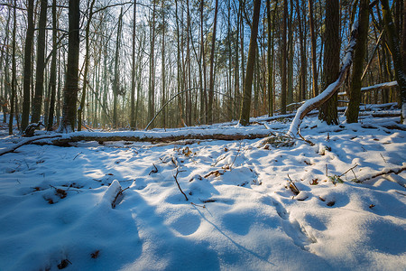 阳光明媚的冬天森林图片