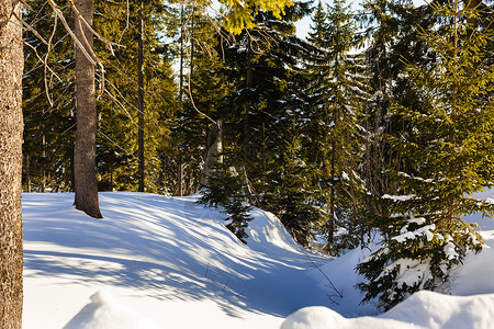 冬季森林日落阳光与森林和太阳美丽的冬季景观被雪覆盖的枞树图片