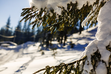 冬天的太阳破晓过白雪覆盖的风毛树枝在大图片
