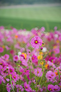 草原波斯菊花图片