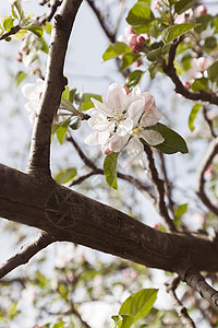 春时树枝上的苹果花注图片