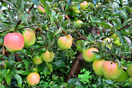 美味苹果这张照片拍摄于伊利诺伊州马耳他的Jona图片