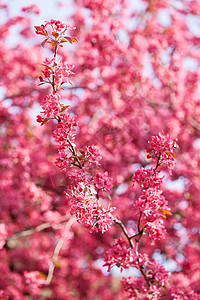 树上盛开的树木花朵粉红背景模糊图片