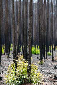 在南非发生森林大火之后图片