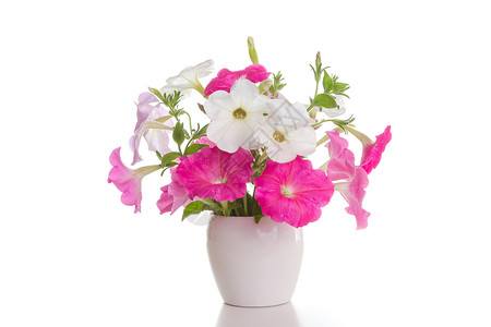 白色背景花瓶中的一束粉色矮牵牛花背景图片