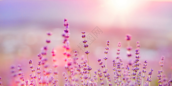 薰衣草灌木在时的特写在薰衣草的紫色花朵上闪烁图片中间是灌木图片