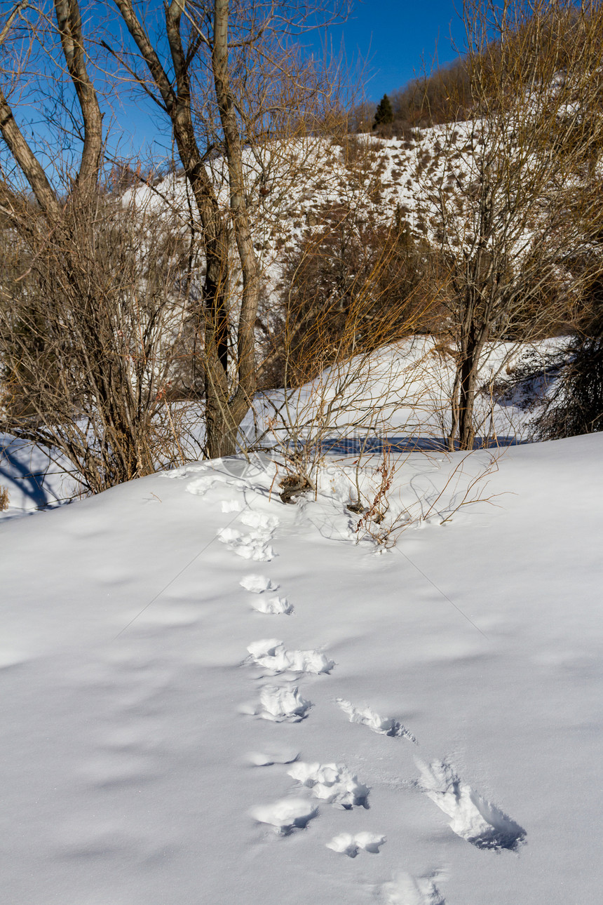 山中雪地里的动物足迹图片