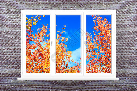 全景窗可以看到白杨的红叶和黄叶图片
