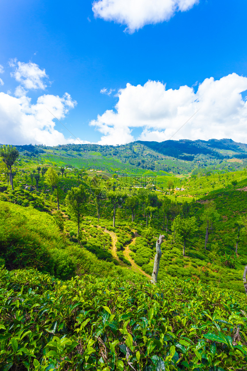 美丽的风景秀丽的风景概述绿茶种植园庄山谷和周围的山脉在斯里兰卡哈普特莱阳光明媚的日子里修剪整齐的茶树图片