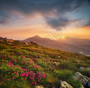 日出时山上的鲜花夏天美丽的自然景观夏图片