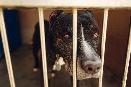 庇护笼里可爱的比特犬高清图片