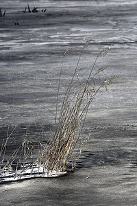 湖面结冰芦苇突出图片