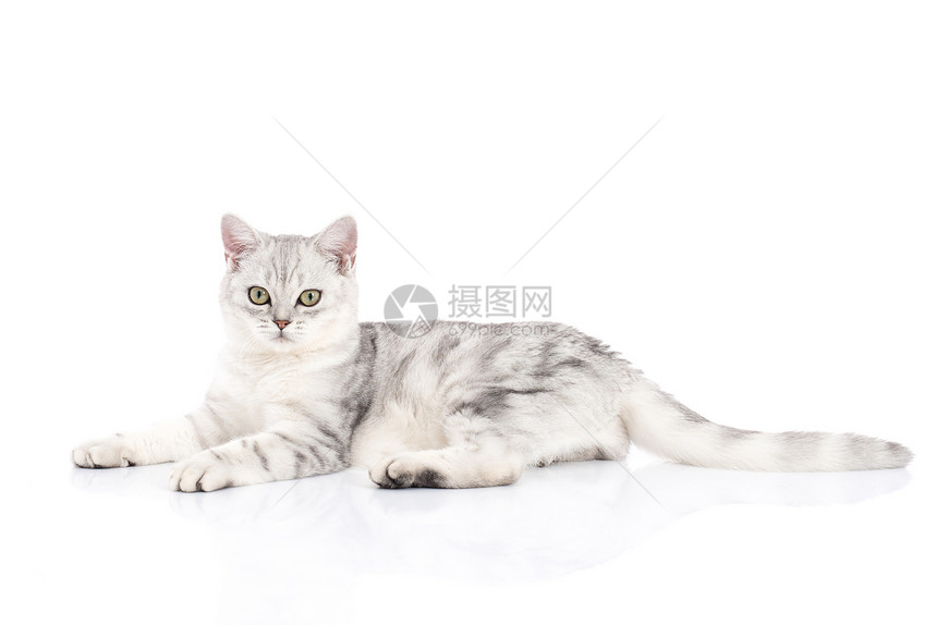 可爱的美国短头发猫躺着看镜头在白色背景图片