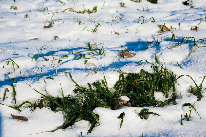 雪下的冬季小麦幼苗在阳图片